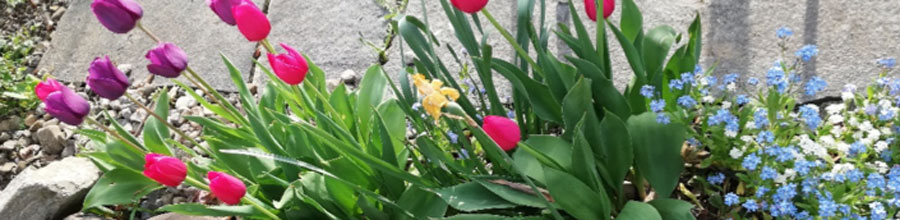 Praxis für Hausarztmedizin, Innere Medizin, antrhoposophische Medizin, Komplementär Medizin, Phytotherapie, Craniosacraltherapie und Bioresonanz, Ernährungsberatung, Vitalstofftherapie, Oligoscan, Labordiagnostik, Pflanzenheilkunde, Fussreflexzonenmassage, Klassische Massage, Schröpfmassage und Emmet-Technique